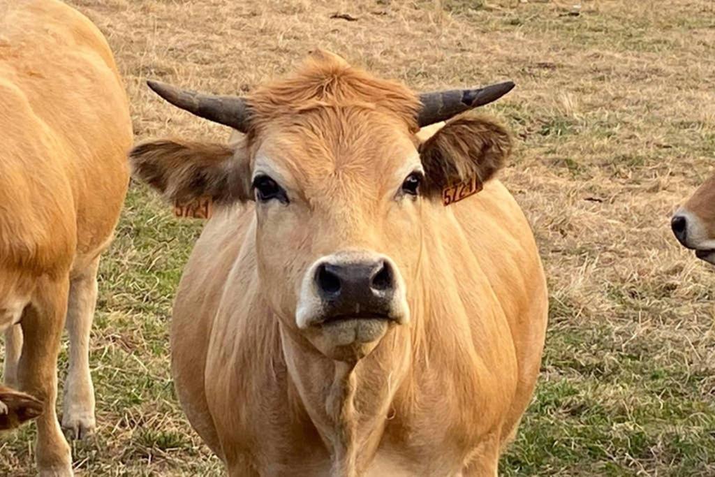 Fontanies En Aubrac Villa Laguiole Eksteriør billede